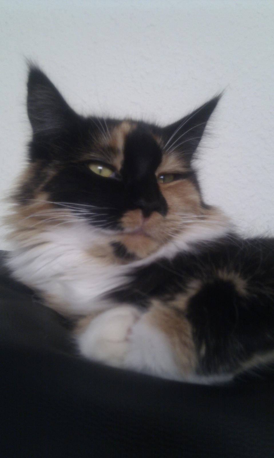 Maine Coon Damen billede 4