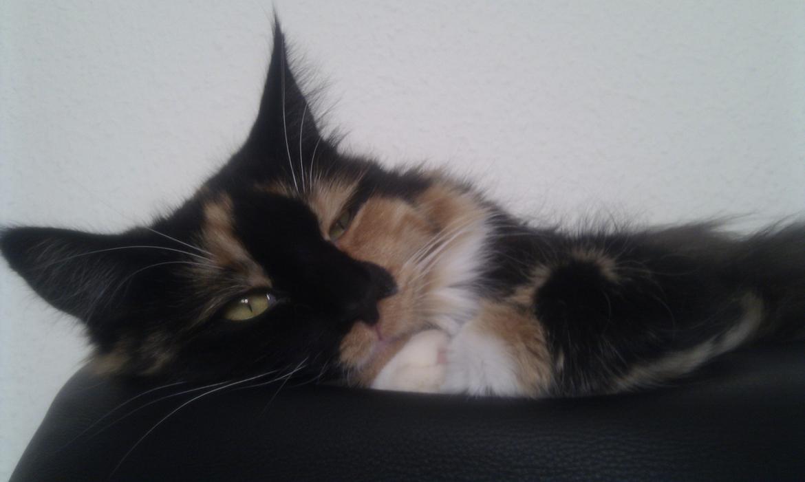 Maine Coon Damen billede 5