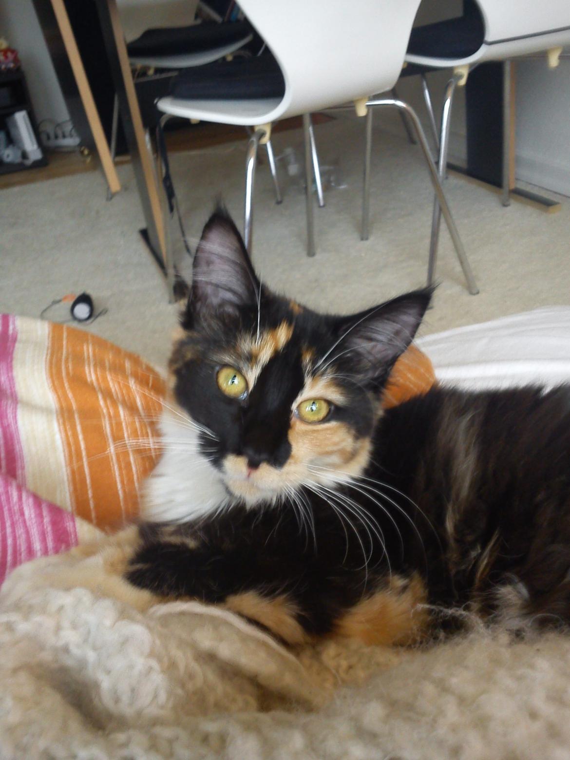 Maine Coon Damen billede 6