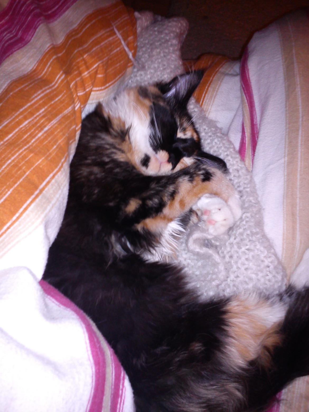 Maine Coon Damen billede 7