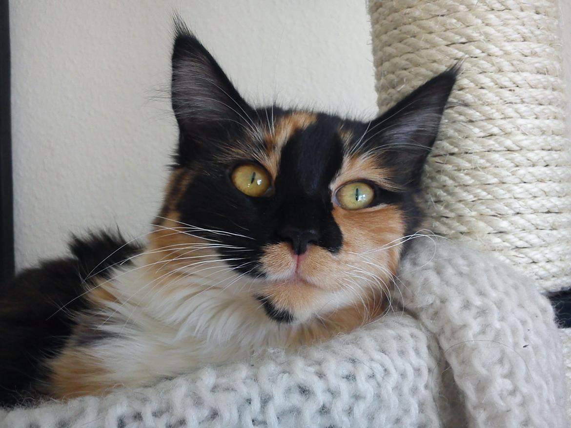 Maine Coon Damen billede 8