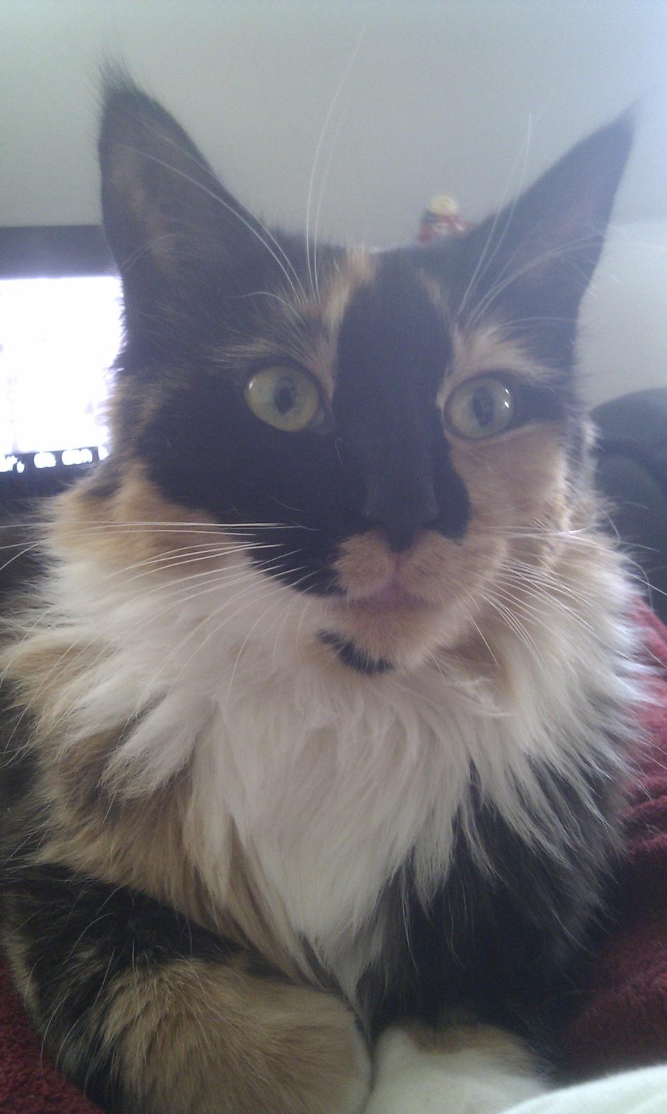 Maine Coon Damen billede 9