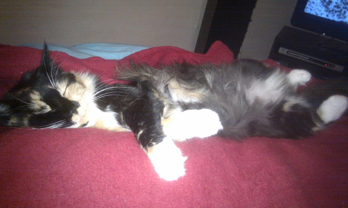 Maine Coon Damen billede 10