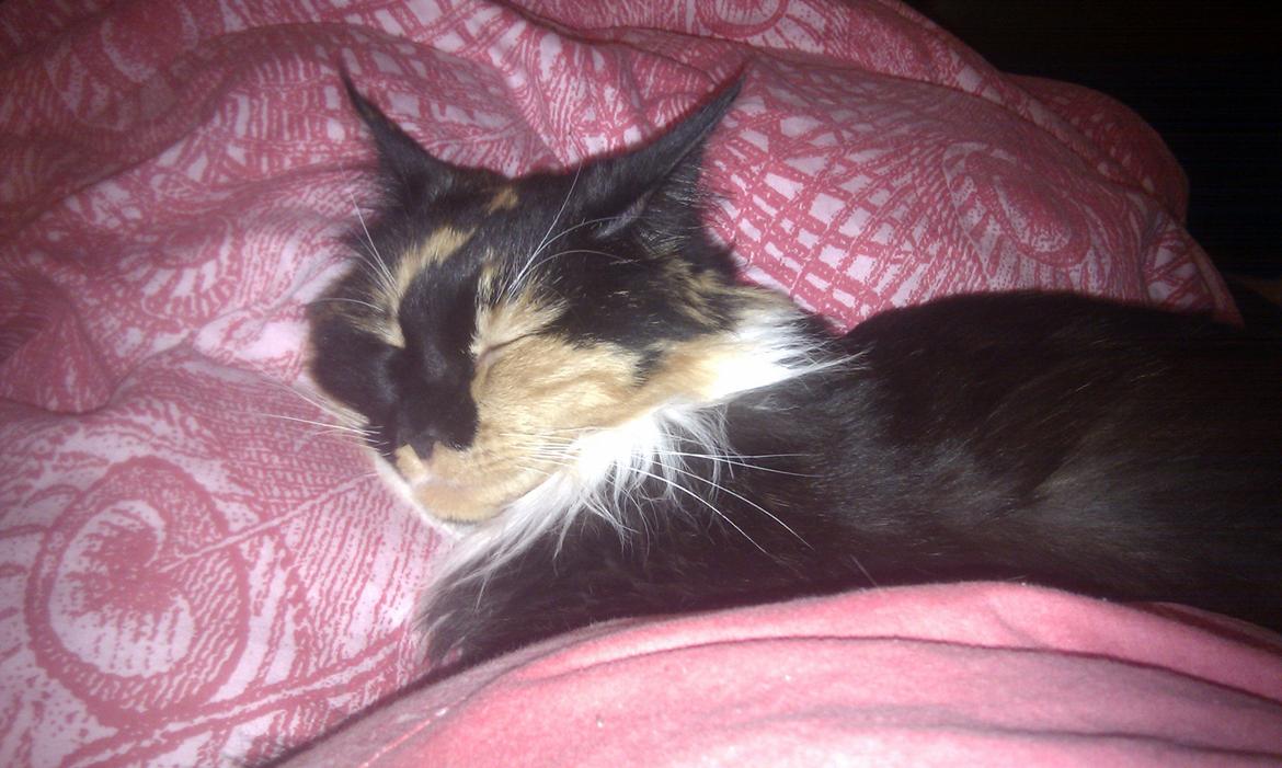 Maine Coon Damen billede 11