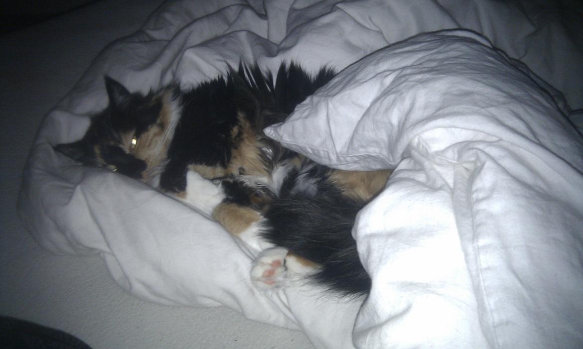 Maine Coon Damen billede 12