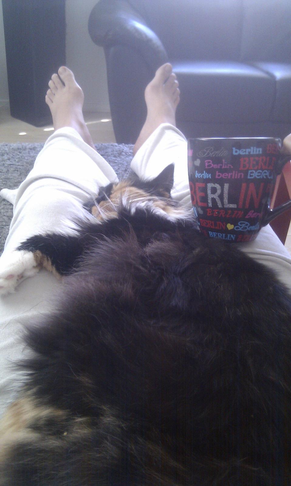 Maine Coon Damen billede 13