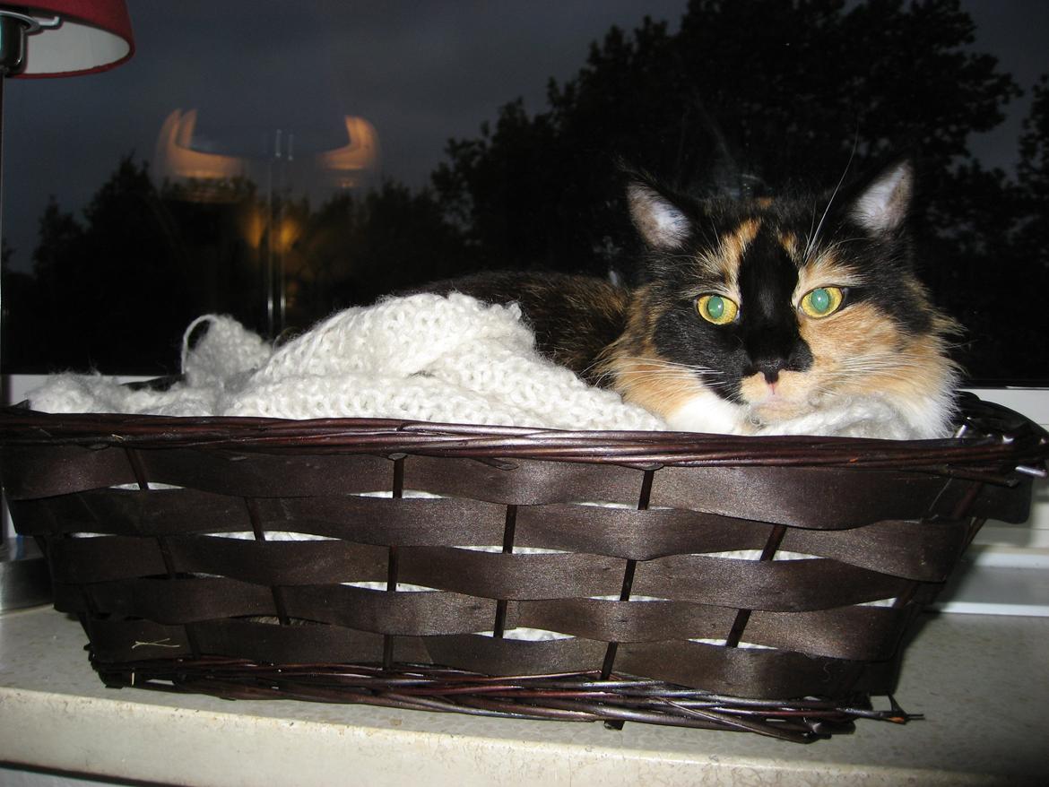 Maine Coon Damen billede 14