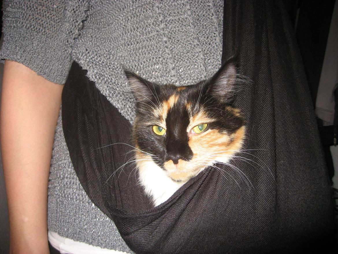 Maine Coon Damen billede 15