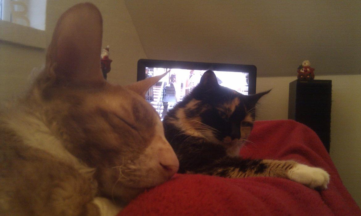 Maine Coon Damen billede 16