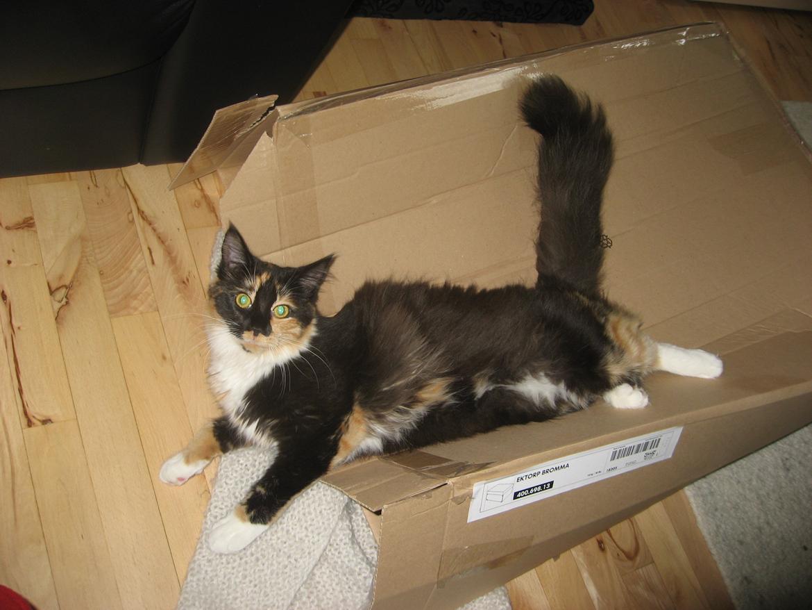 Maine Coon Damen billede 17