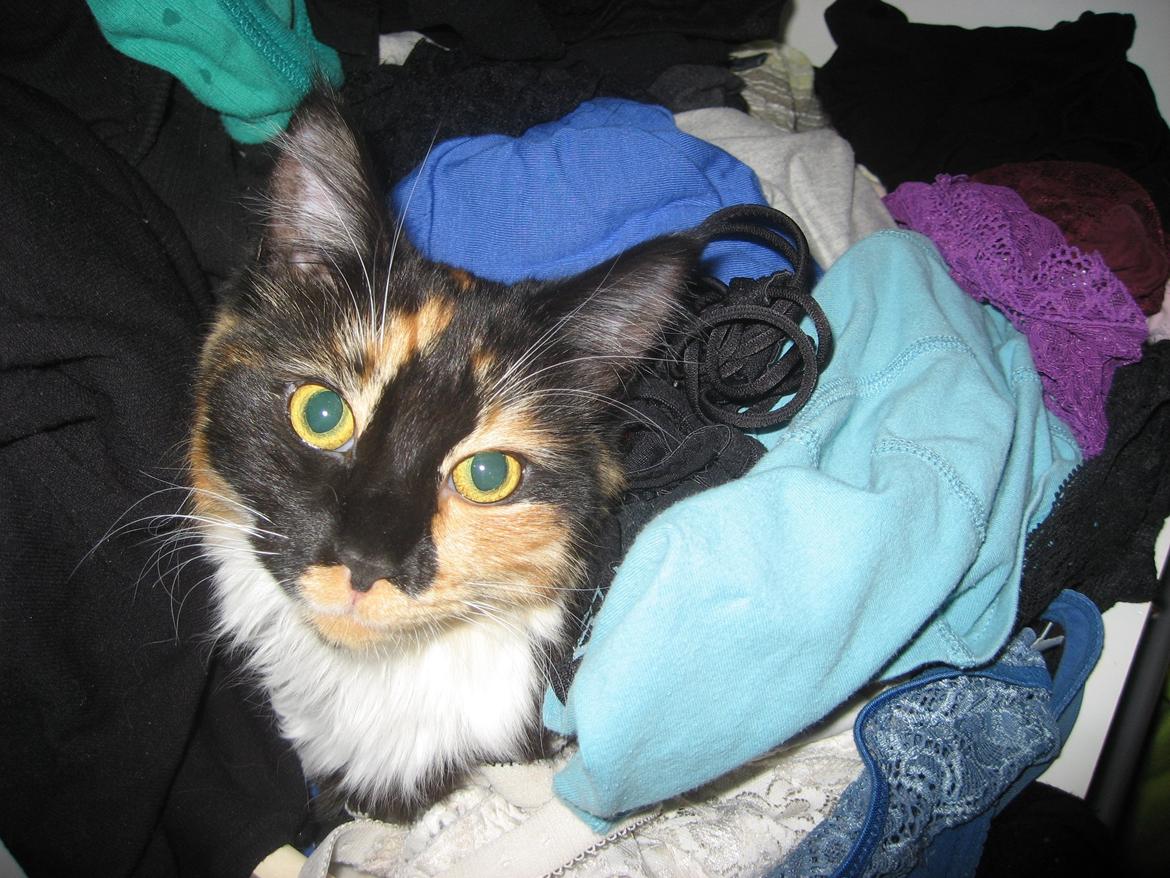 Maine Coon Damen billede 18