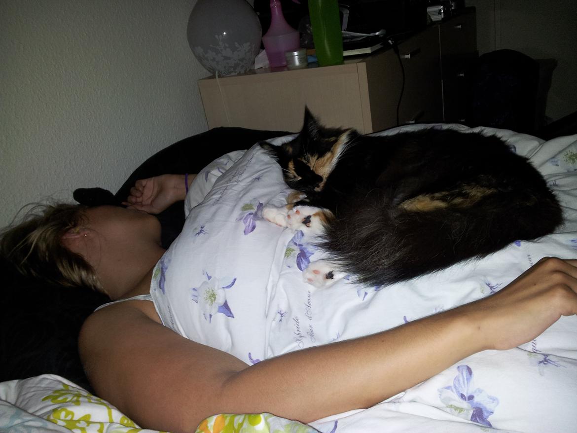 Maine Coon Damen billede 19