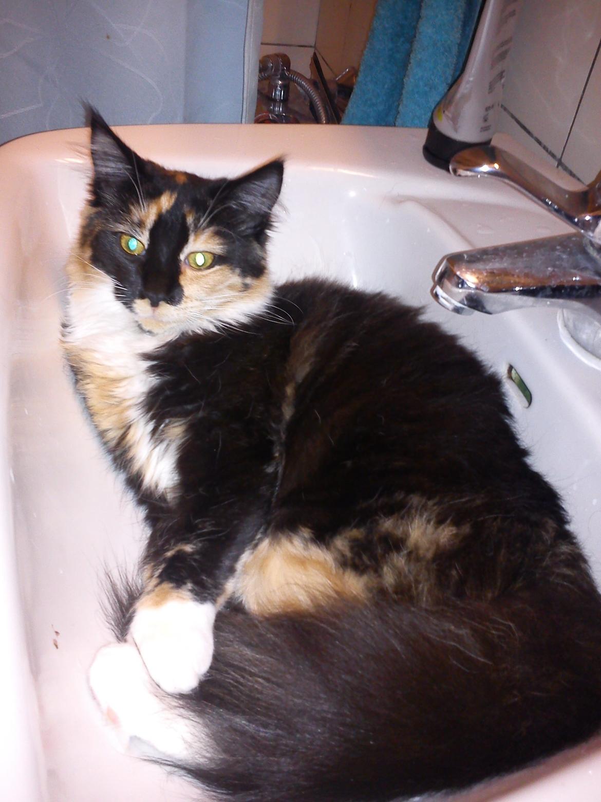 Maine Coon Damen billede 20