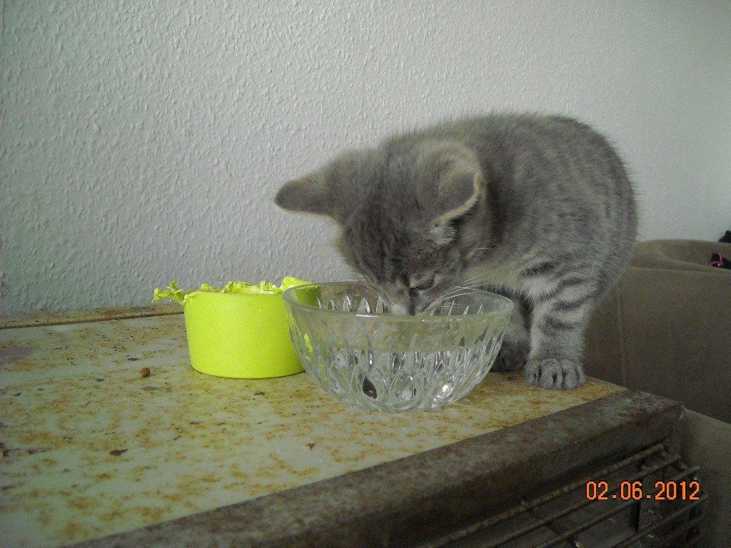 Huskat Thoth billede 3