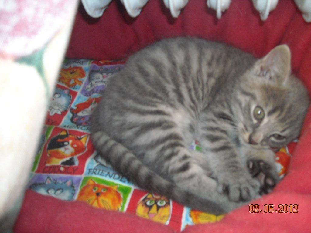 Huskat Thoth billede 1