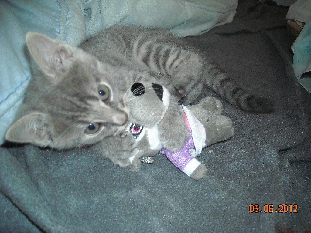 Huskat Thoth billede 4