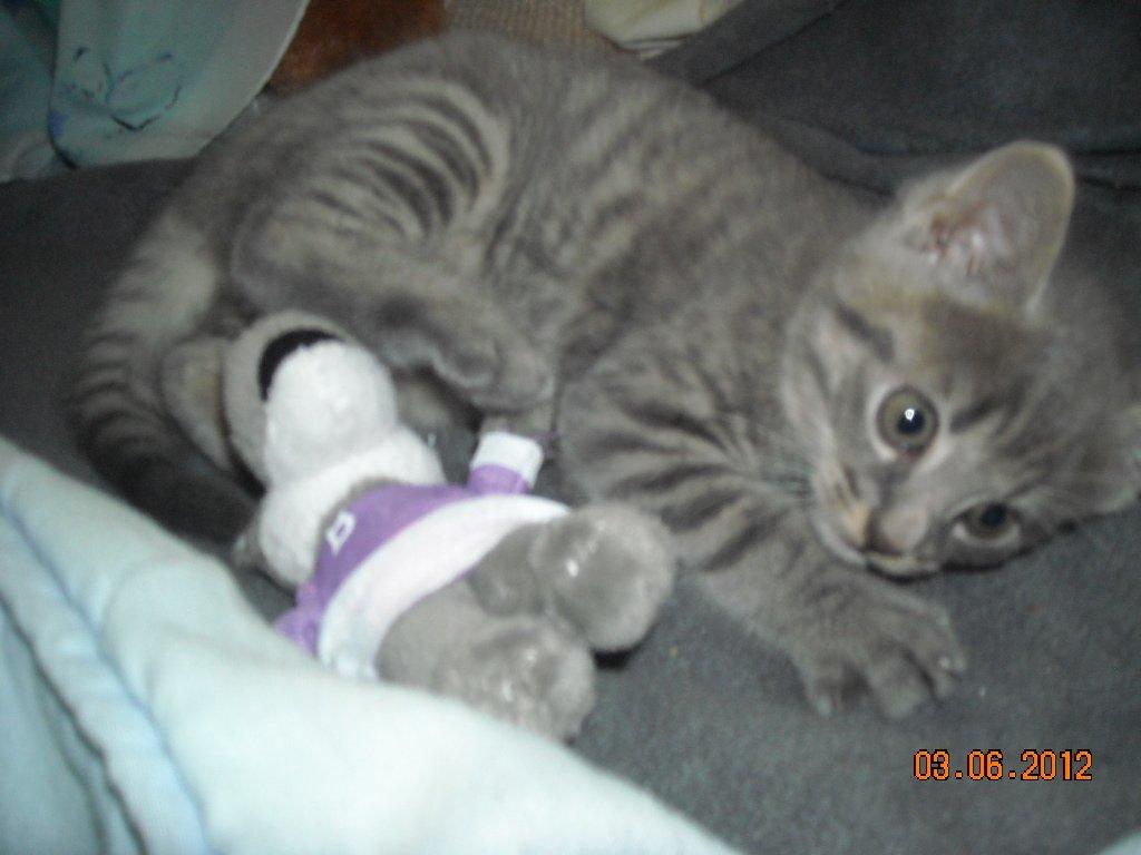 Huskat Thoth billede 7