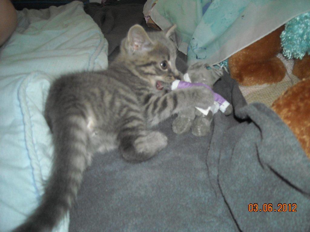 Huskat Thoth billede 8