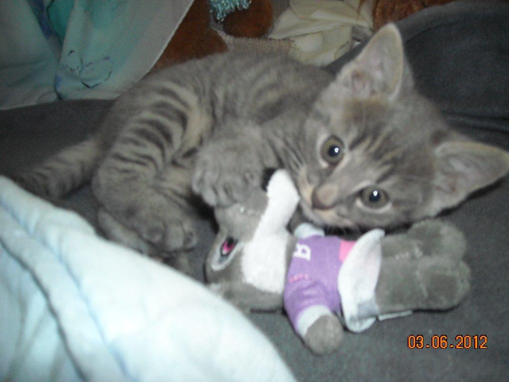 Huskat Thoth billede 2