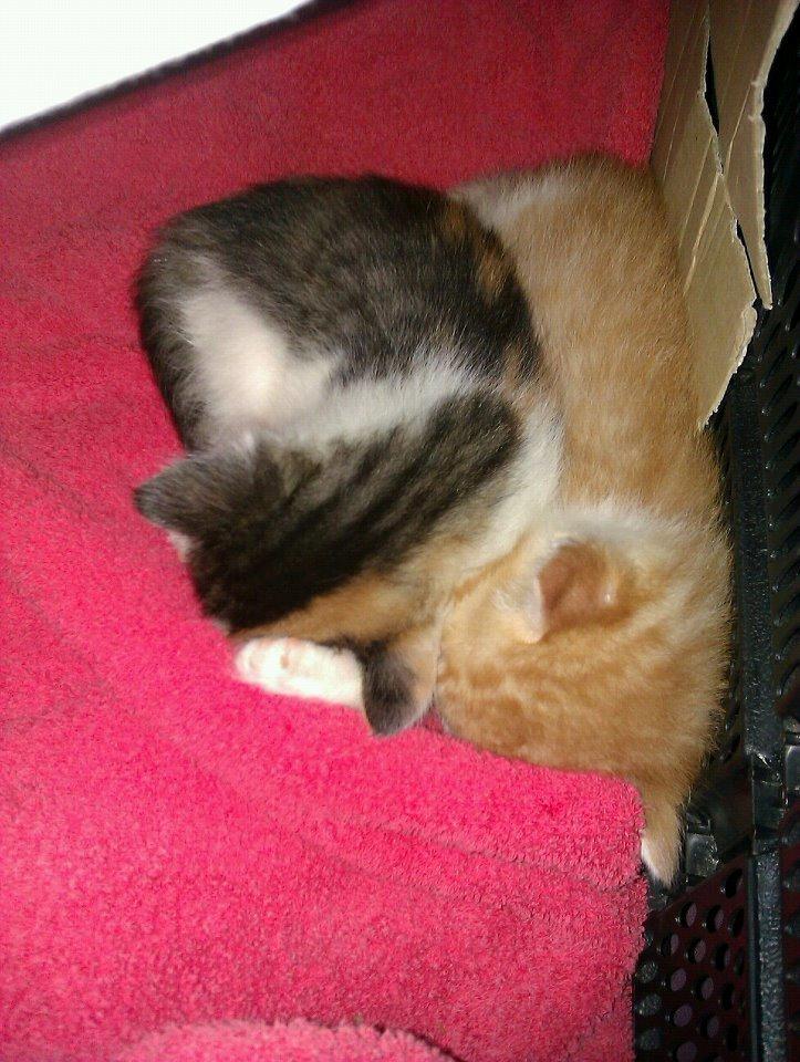 Huskat Ramses billede 2