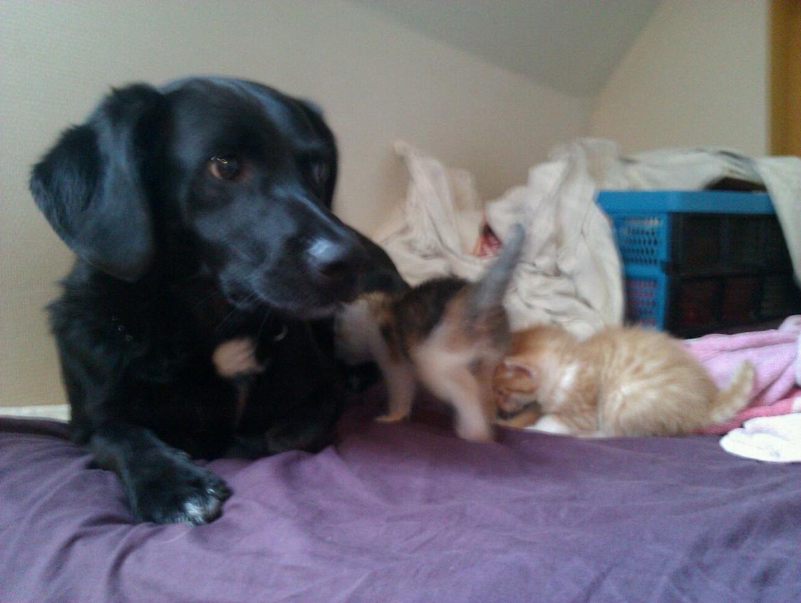 Huskat Ramses billede 3