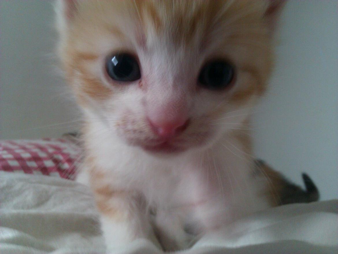 Huskat Ramses billede 1