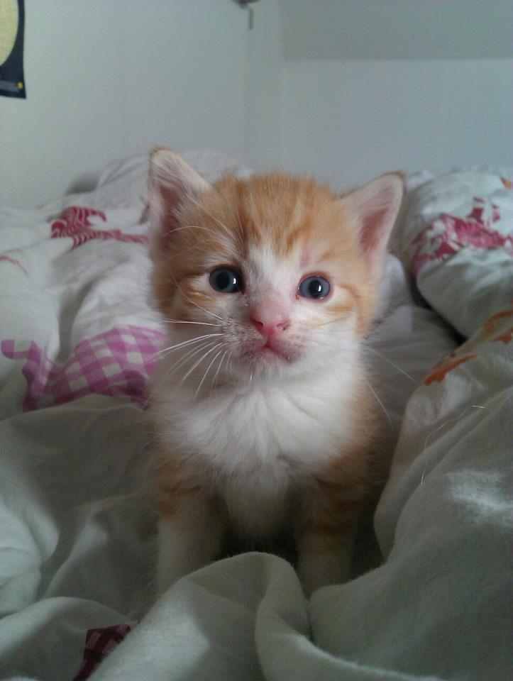 Huskat Ramses billede 4