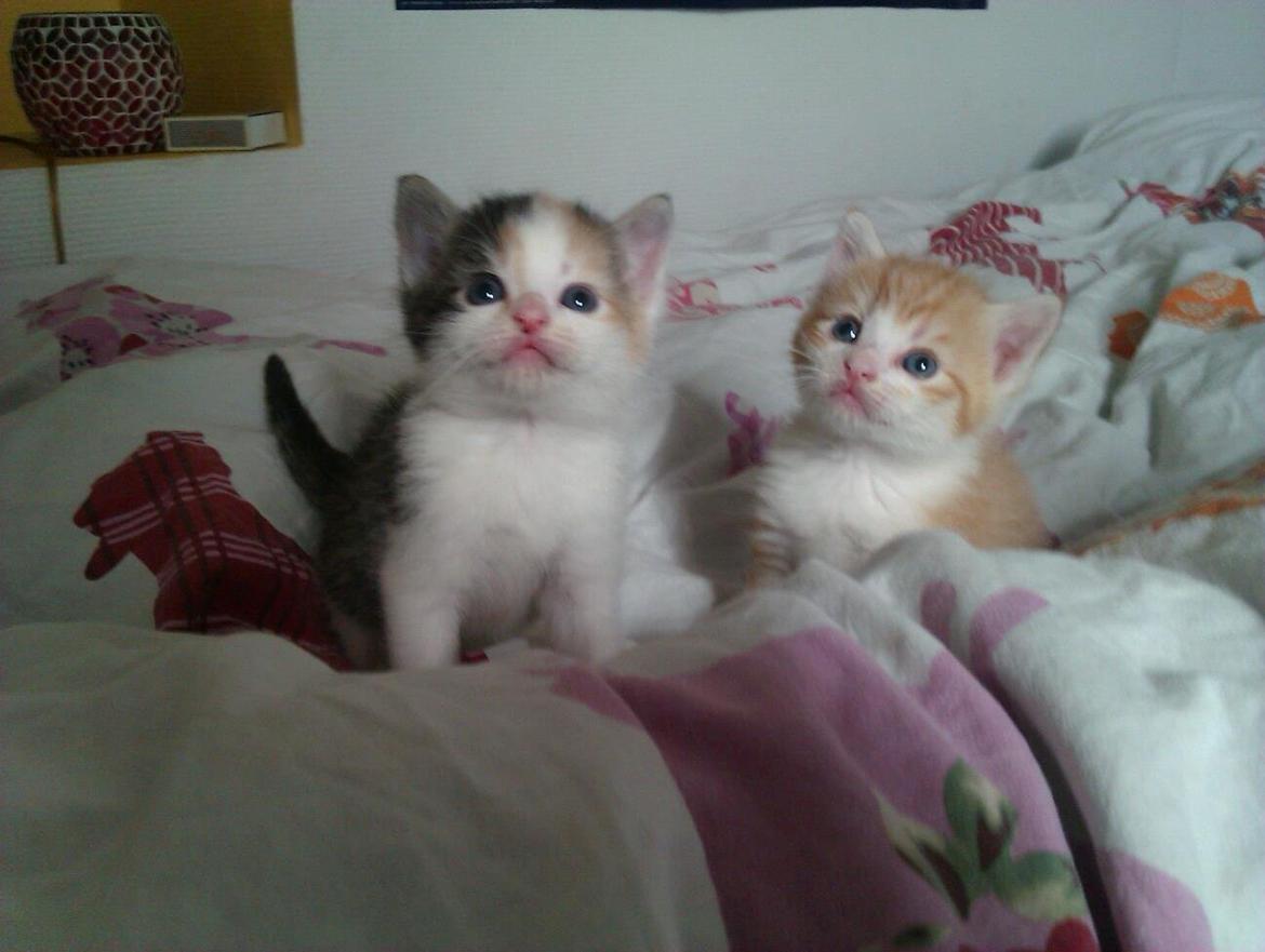 Huskat Ramses billede 5