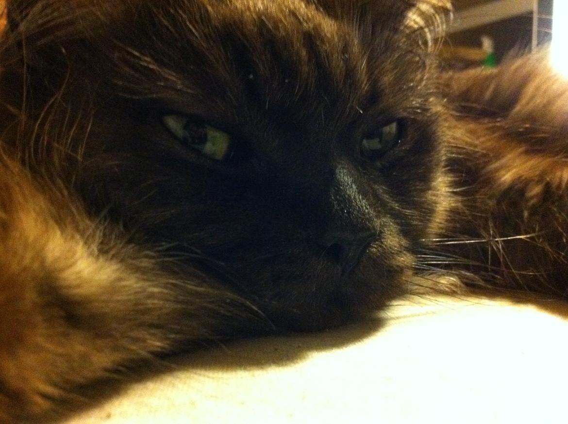 Maine Coon Mugge billede 1