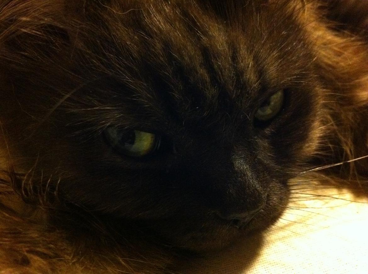 Maine Coon Mugge billede 2