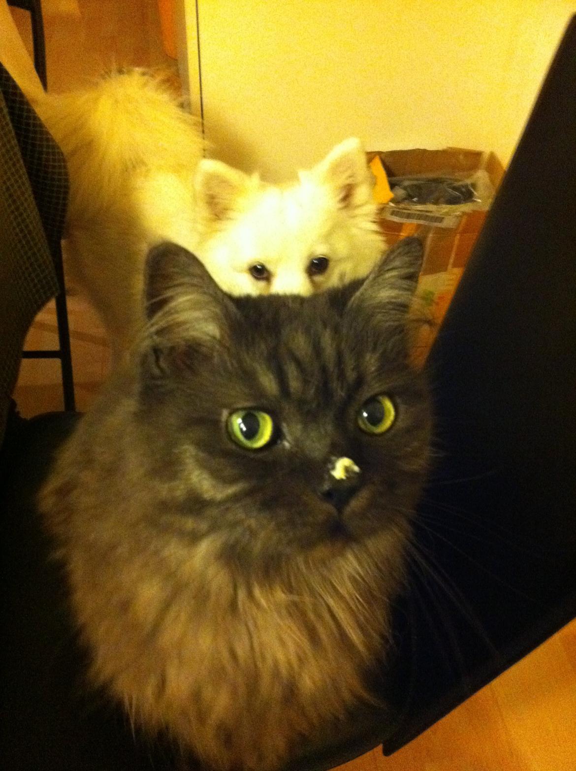 Maine Coon Mugge billede 3