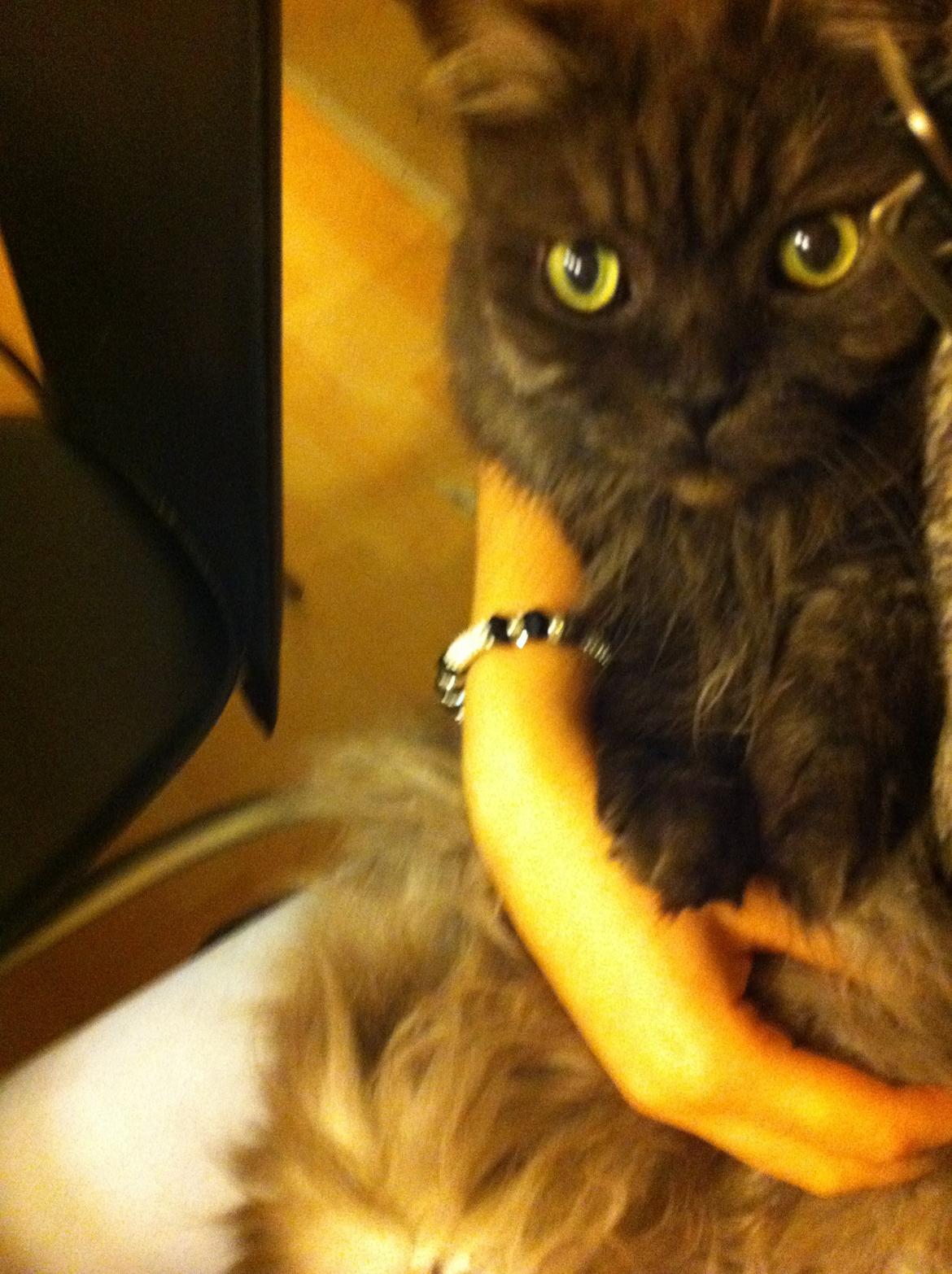 Maine Coon Mugge billede 4