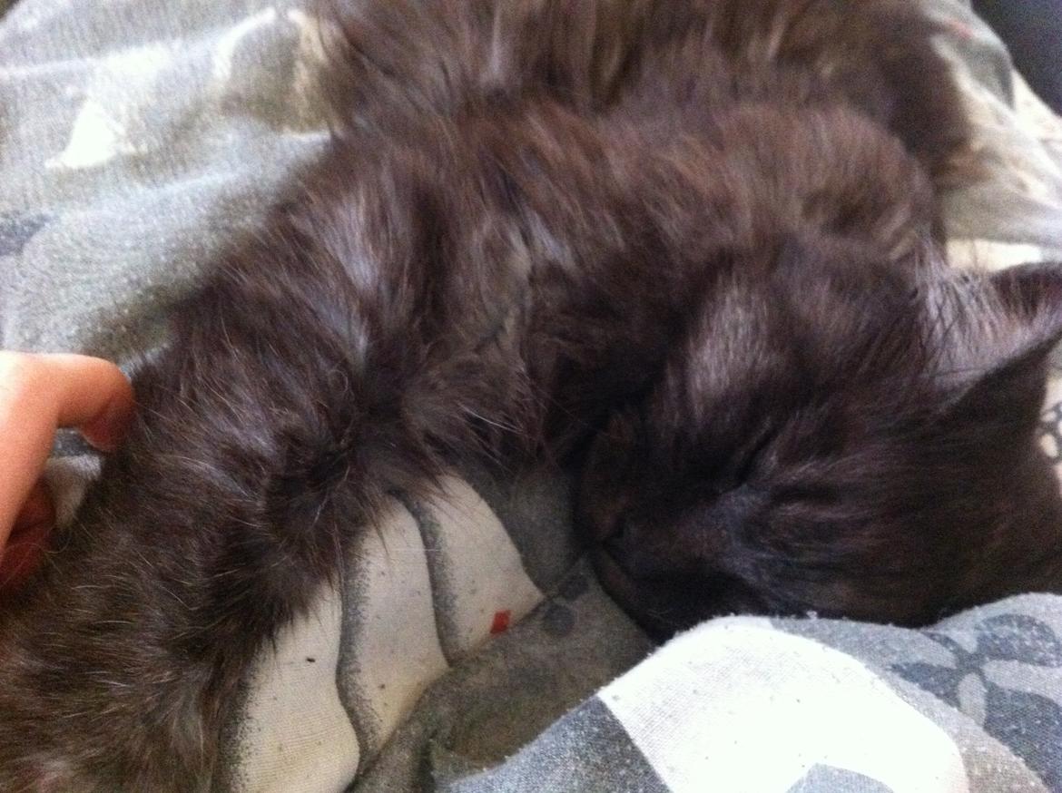 Maine Coon Mugge billede 5