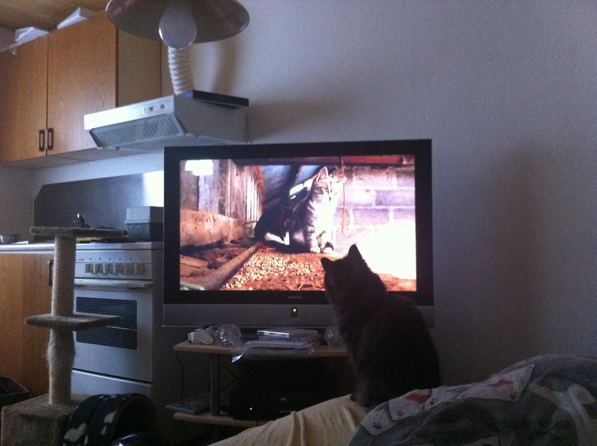 Maine Coon Mugge billede 6