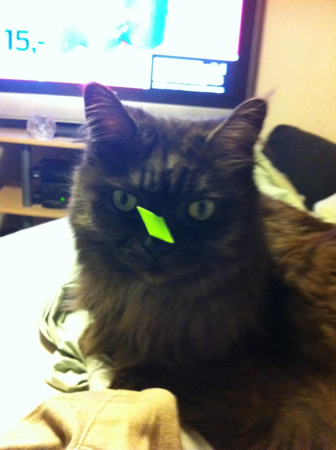 Maine Coon Mugge billede 7