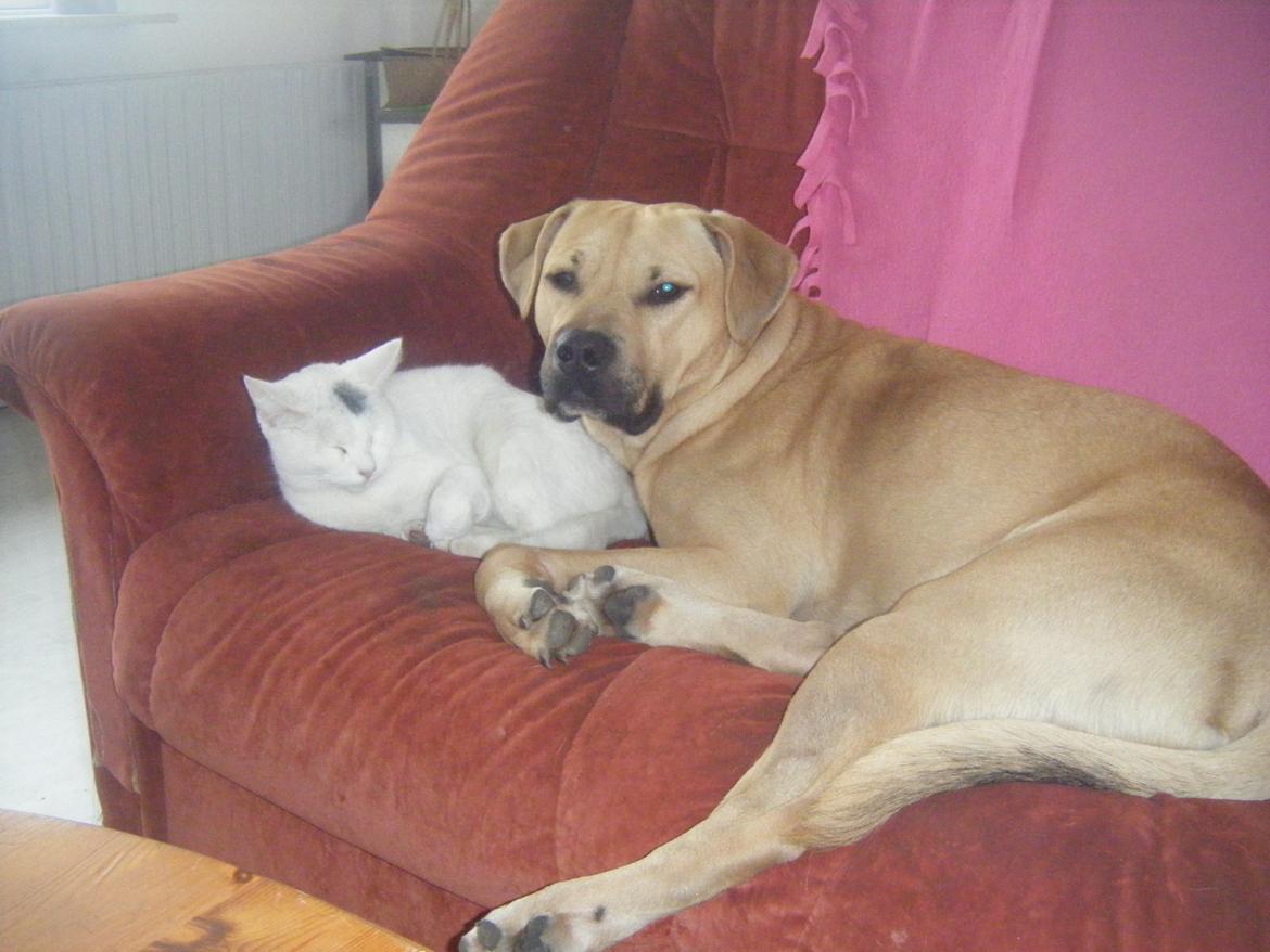 Huskat pjuske billede 14