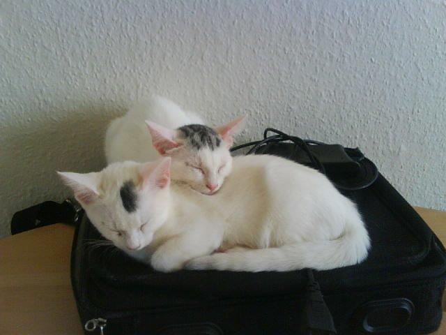 Huskat pjuske billede 15