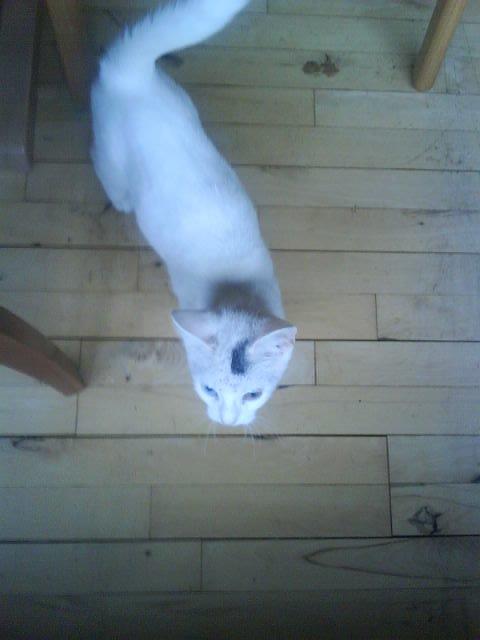 Huskat pjuske billede 16