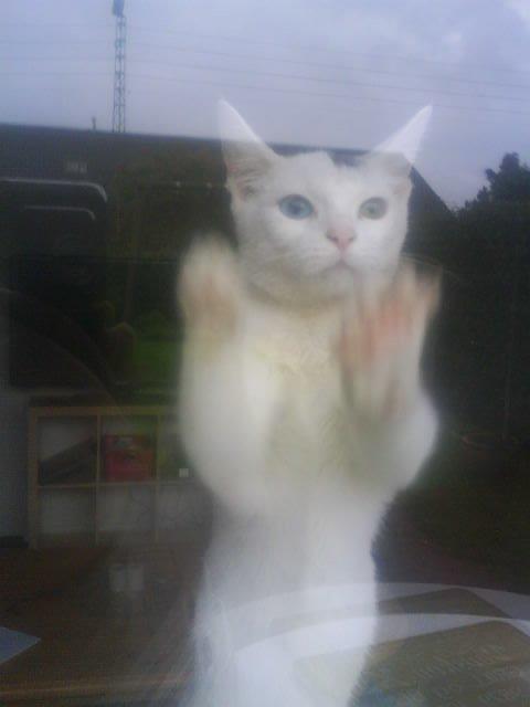 Huskat pjuske billede 17