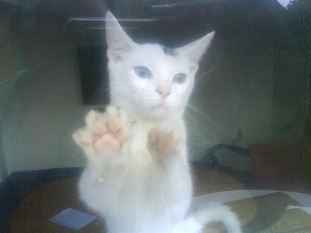 Huskat pjuske billede 18