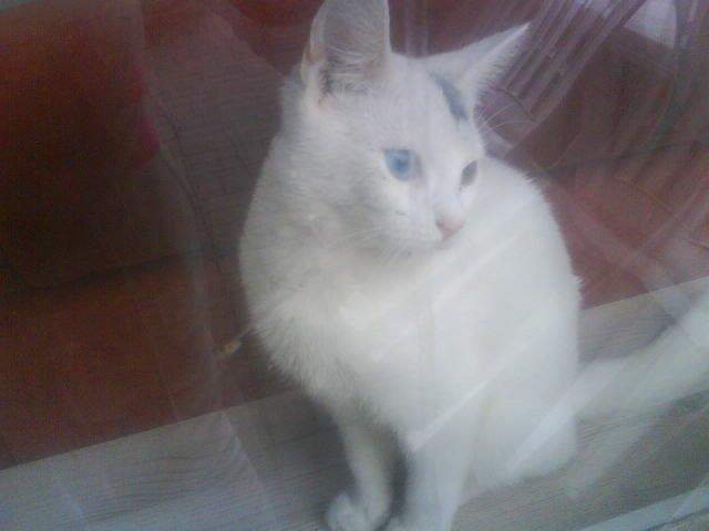 Huskat pjuske billede 19