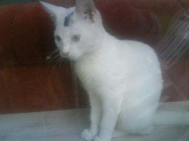 Huskat pjuske billede 20