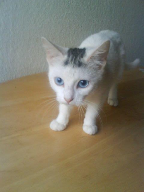 Huskat alba billede 7