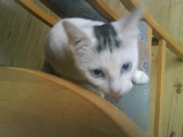 Huskat alba billede 9