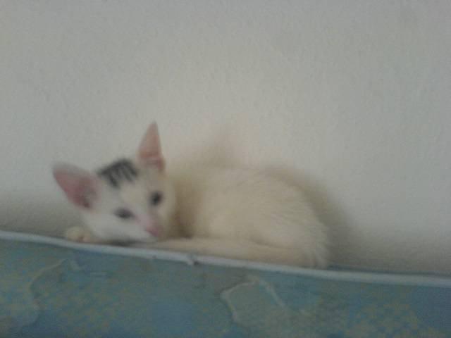 Huskat alba billede 10