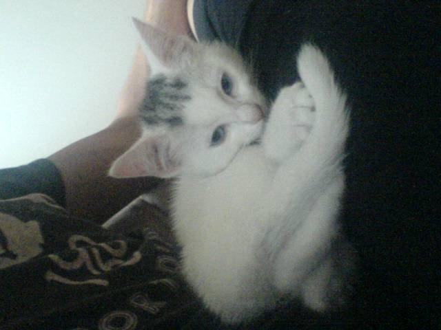 Huskat alba billede 11