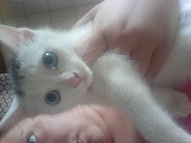 Huskat alba billede 12