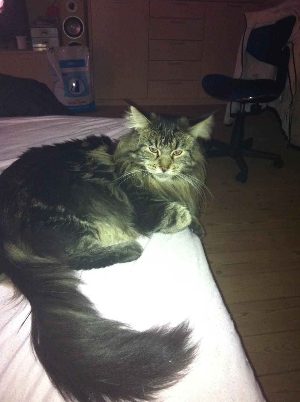 Maine Coon Las Vegas billede 1
