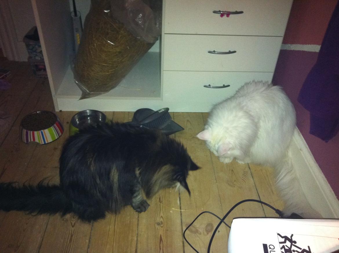 Maine Coon Las Vegas billede 2