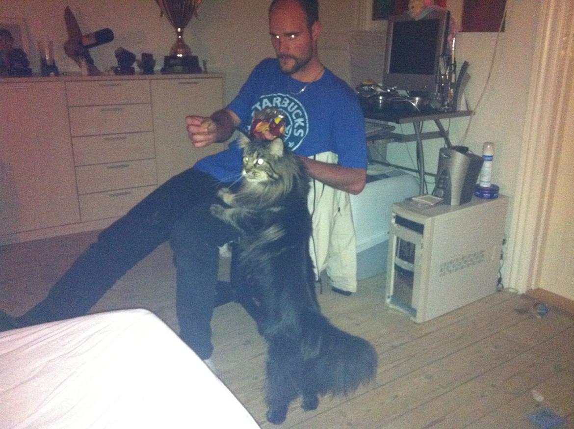 Maine Coon Las Vegas billede 3